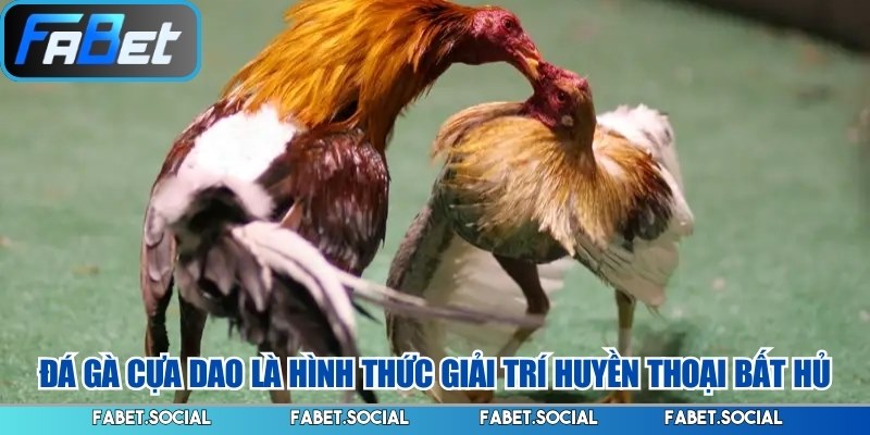 Đá Gà Cựa Dao FABET: Chơi Làm Sao Để Nhận Thưởng Lớn