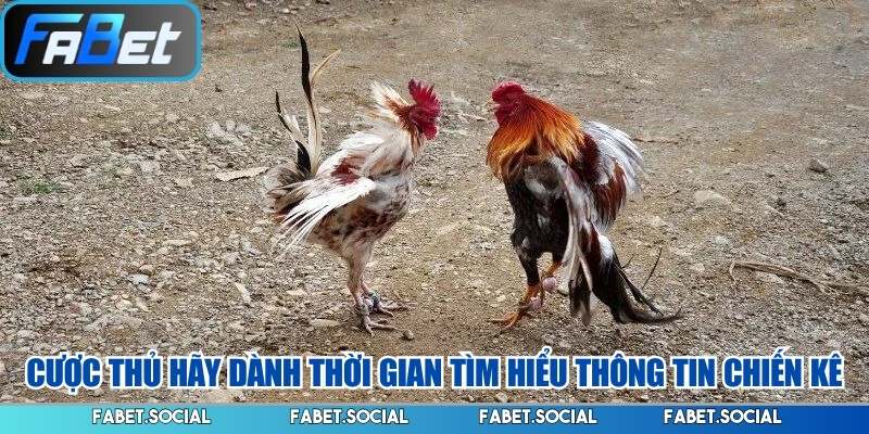 Đá Gà Cựa Dao FABET: Chơi Làm Sao Để Nhận Thưởng Lớn