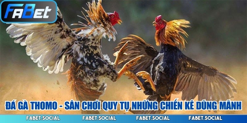Đá Gà FABET: Đỉnh Cao Cá Cược Kê Chiến Trực Tuyến 2026t
