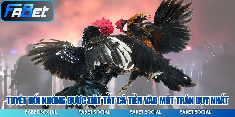 Đá Gà FABET: Đỉnh Cao Cá Cược Kê Chiến Trực Tuyến 2026t