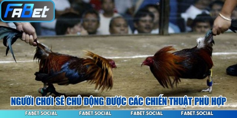 Luật Chơi Đá Gà - Những Quy Chuẩn Cơ Bản Cần Nắm Rõ