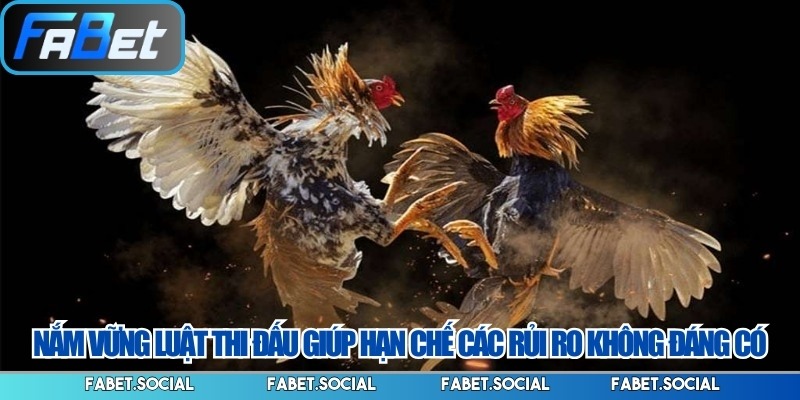 Luật Chơi Đá Gà - Những Quy Chuẩn Cơ Bản Cần Nắm Rõ