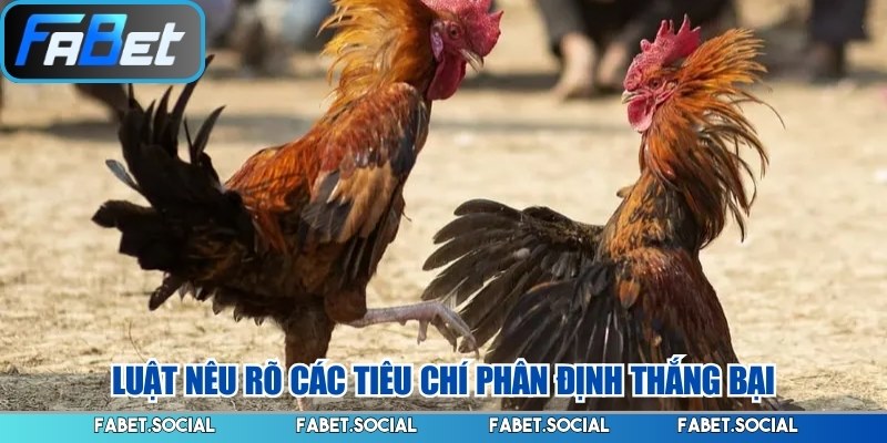 Luật Chơi Đá Gà - Những Quy Chuẩn Cơ Bản Cần Nắm Rõ