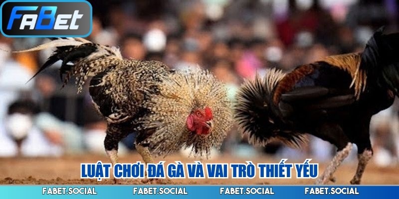 Luật Chơi Đá Gà - Những Quy Chuẩn Cơ Bản Cần Nắm Rõ